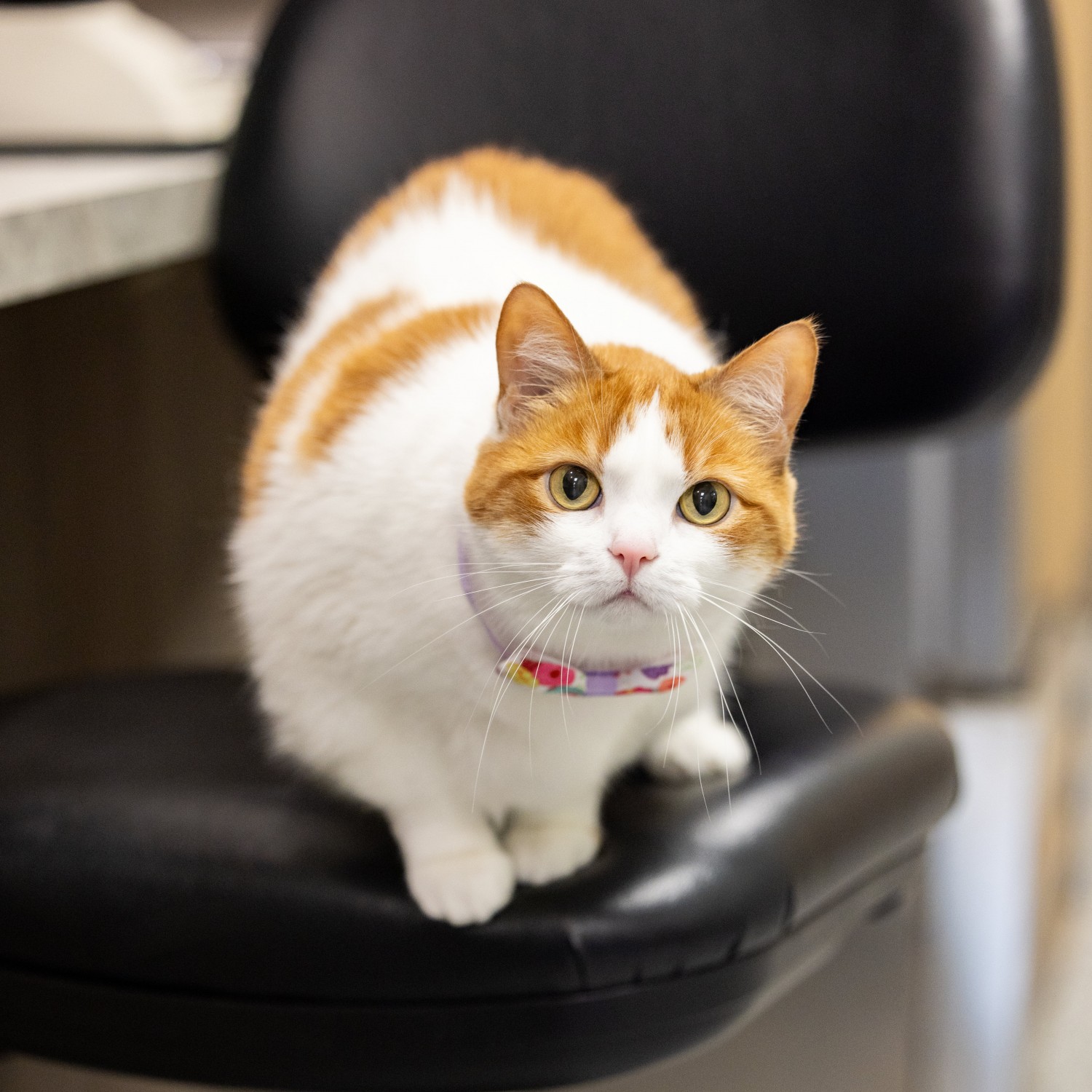 Caramel, Spoiled Rotten Clinic Cat